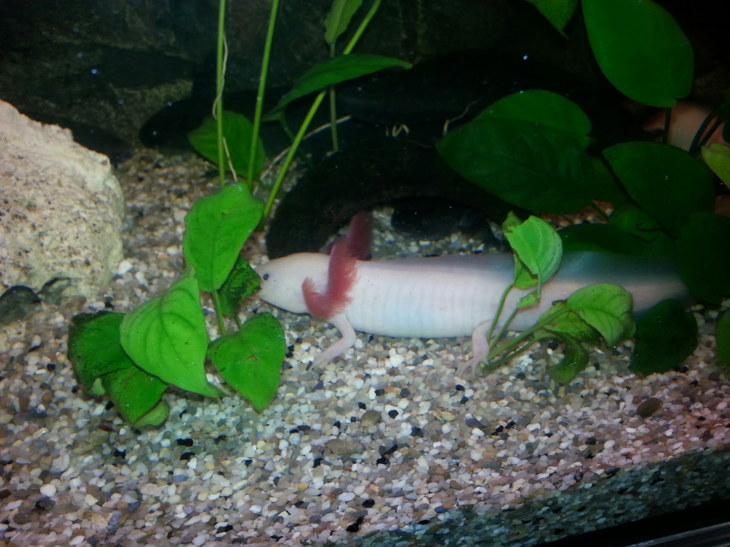 Axolotl weißling (Ambystoma mexicanum) subadult ca. 18 bis 20 cm