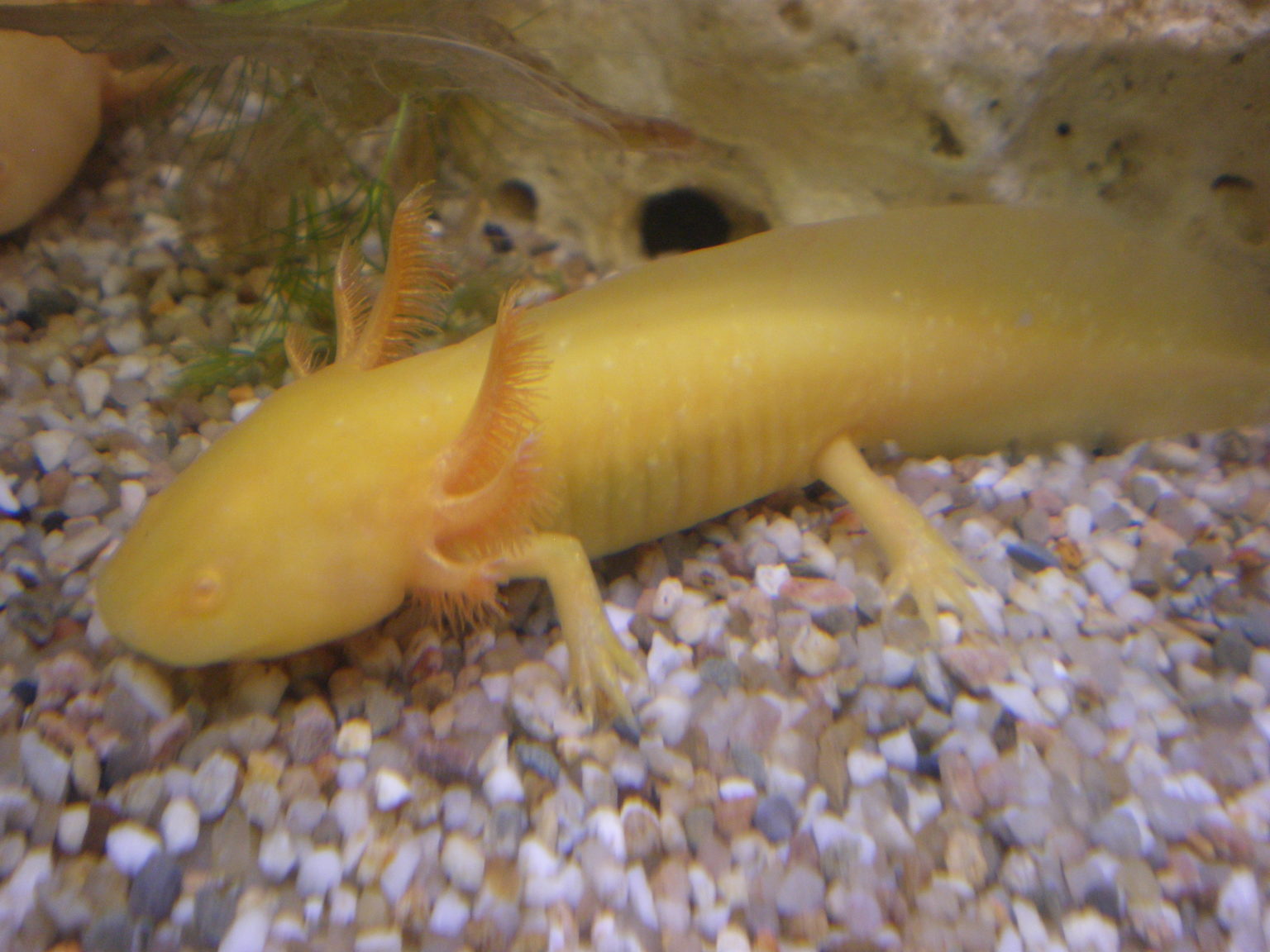 Axolotl gold (Ambystoma mexicanum) Jungtier - Terra - Tropic Zoo