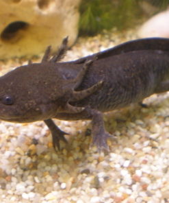Axolotl natur