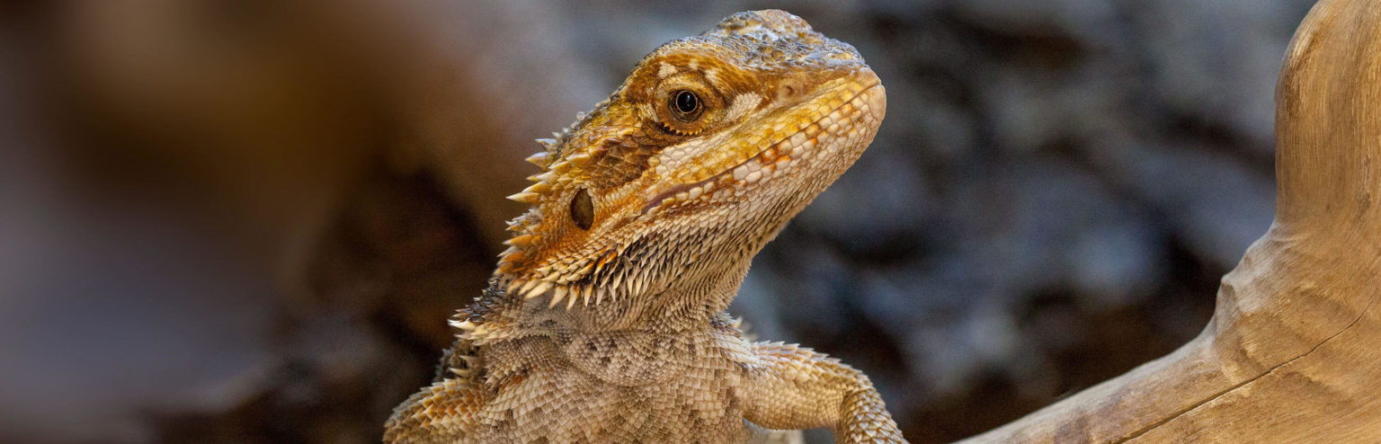 Bartagame (Pogona Vitticeps) Jungtiere - Terra - Tropic Zoo