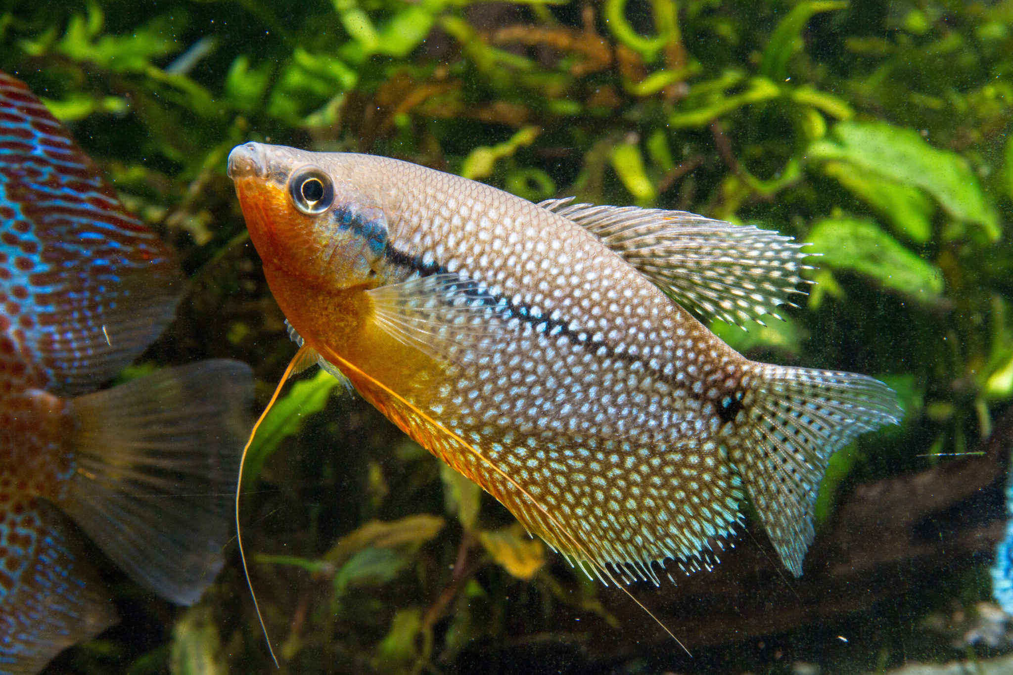 Гурами. Жемчужный гурами Trichopodus leerii. Гурами тигровый. Жемчужный лабиринтовые гурами. Гурами бурый.