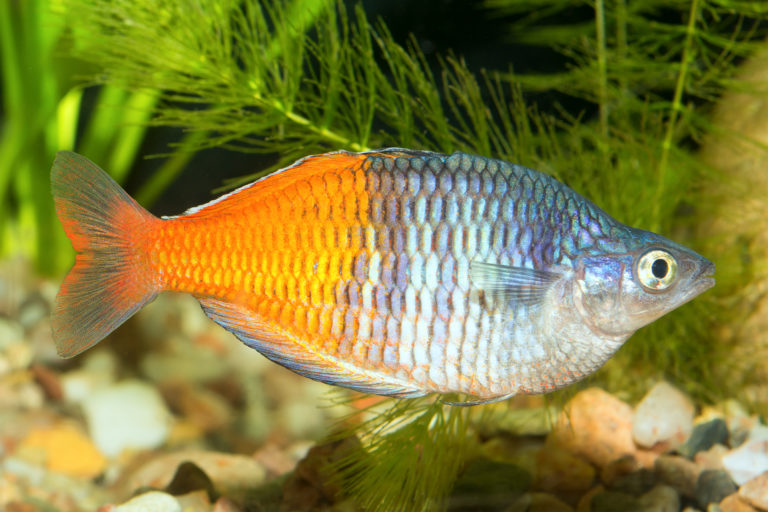 Boesemans Regenbogenfisch (Melanotaenia boesemani) - Terra - Tropic Zoo