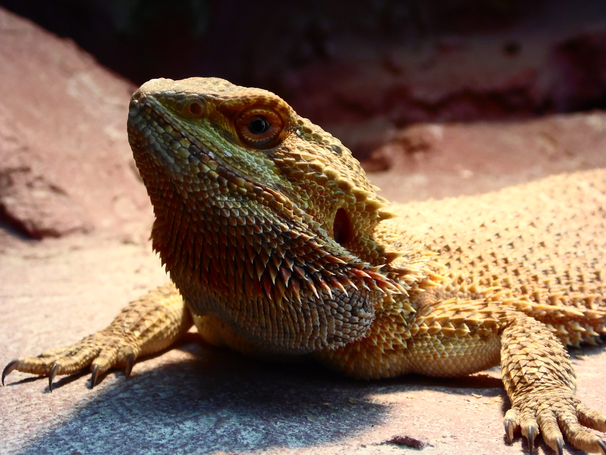 Bartagame (Pogona Vitticeps) Jungtiere hoher Rotanteil (Foto ... - SAM 0852 2048x1536