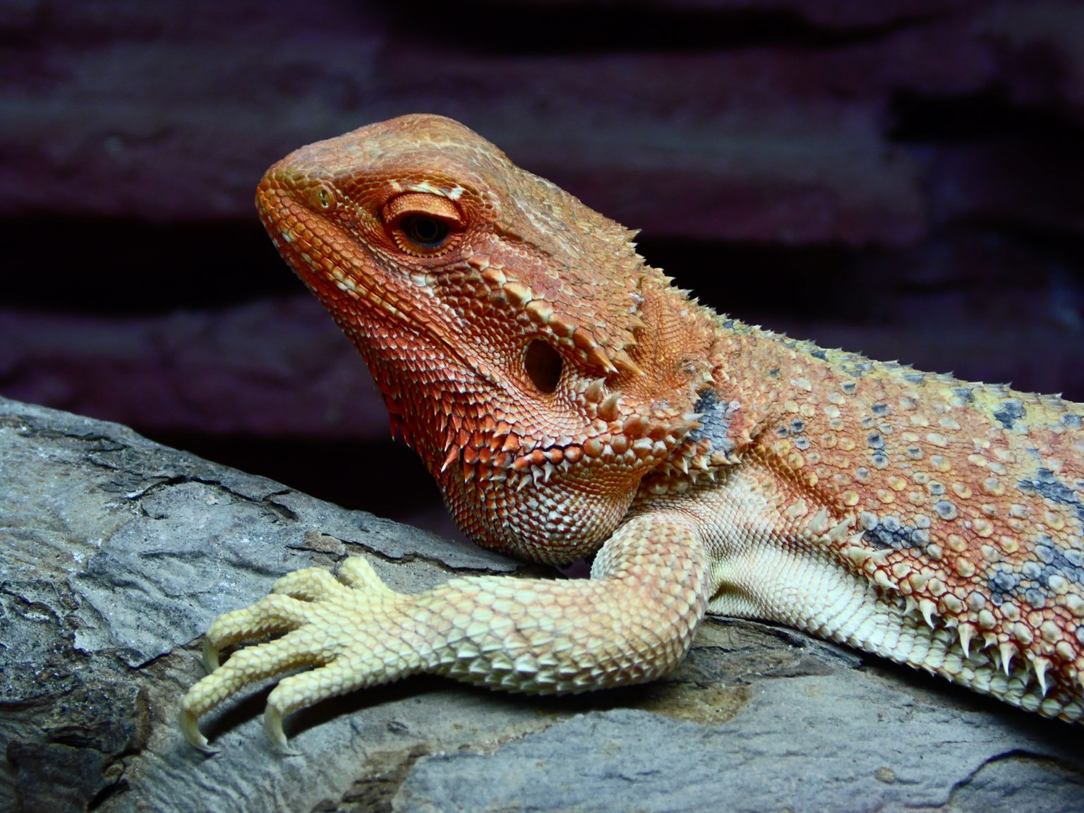 Bartagame (Pogona Vitticeps) Jungtiere hoher Rotanteil (Foto ... - SAM 0871 1536x1152