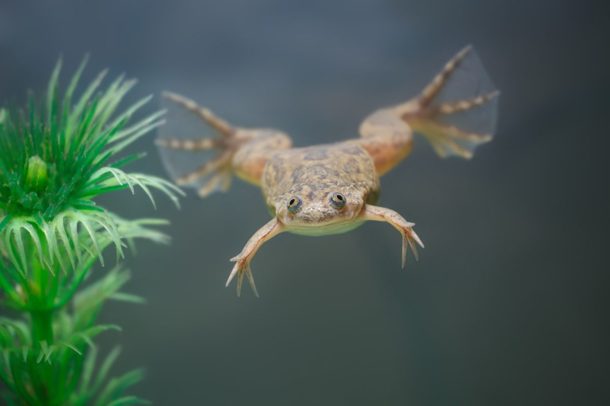 Krallenfrosch (Xenopus laevis) normal mittel ( Pärchen ) - Terra