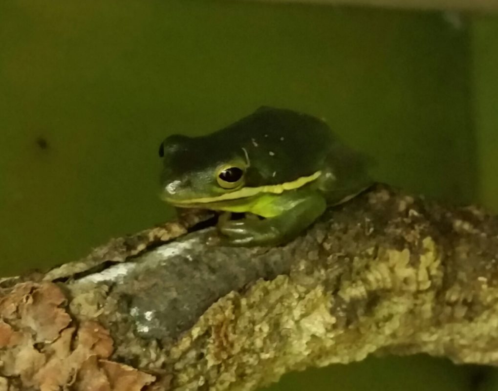 Amerikanischer Laubfrosch (Hyla cinerea) DNZ 19 - Terra - Tropic Zoo